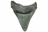Fossil Megalodon Tooth - South Carolina #327562-1